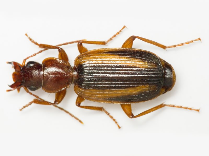 Carabidae Latreille, 1802